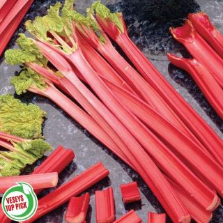 Canada Red Rhubarb Thumbnail
